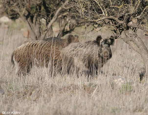   חזיר בר Wild Boar Sus scrofa                                                  תל חזיקה(רכס בשנית)רמת הגולן,דצמבר 2007.